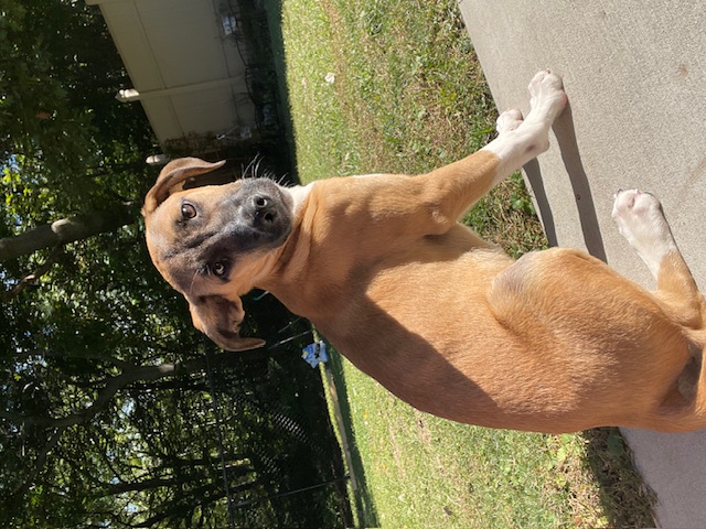 Baylen, a Adopted mixed breed in Buffalo, NY image 3/6