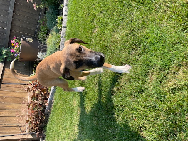 Baylen, a Adopted mixed breed in Buffalo, NY image 4/6