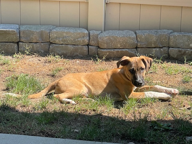 Baylen, a Adopted mixed breed in Buffalo, NY image 5/6