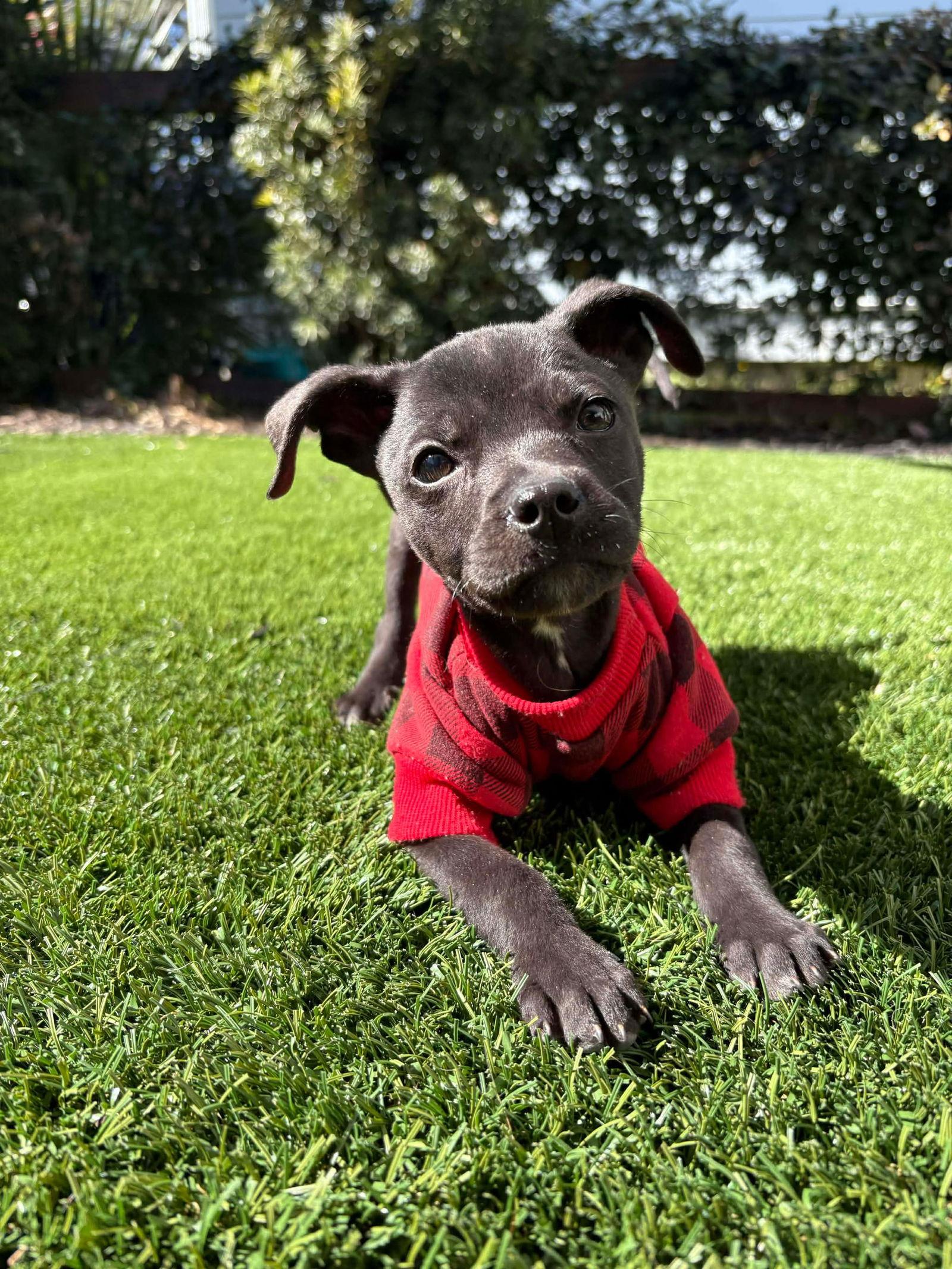 Flame, Adoptable, Puppy Male Mixed Breed.