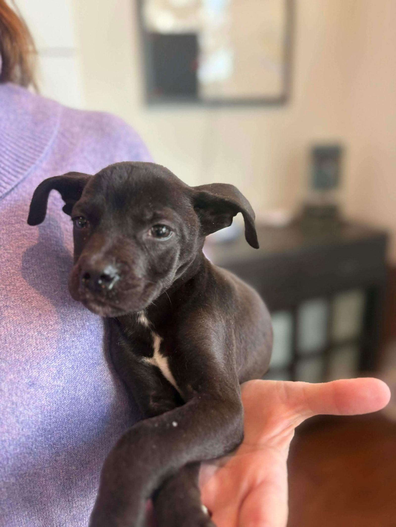 Flame, a Adoptable Mixed Breed in Mount Pleasant, SC image 2/2