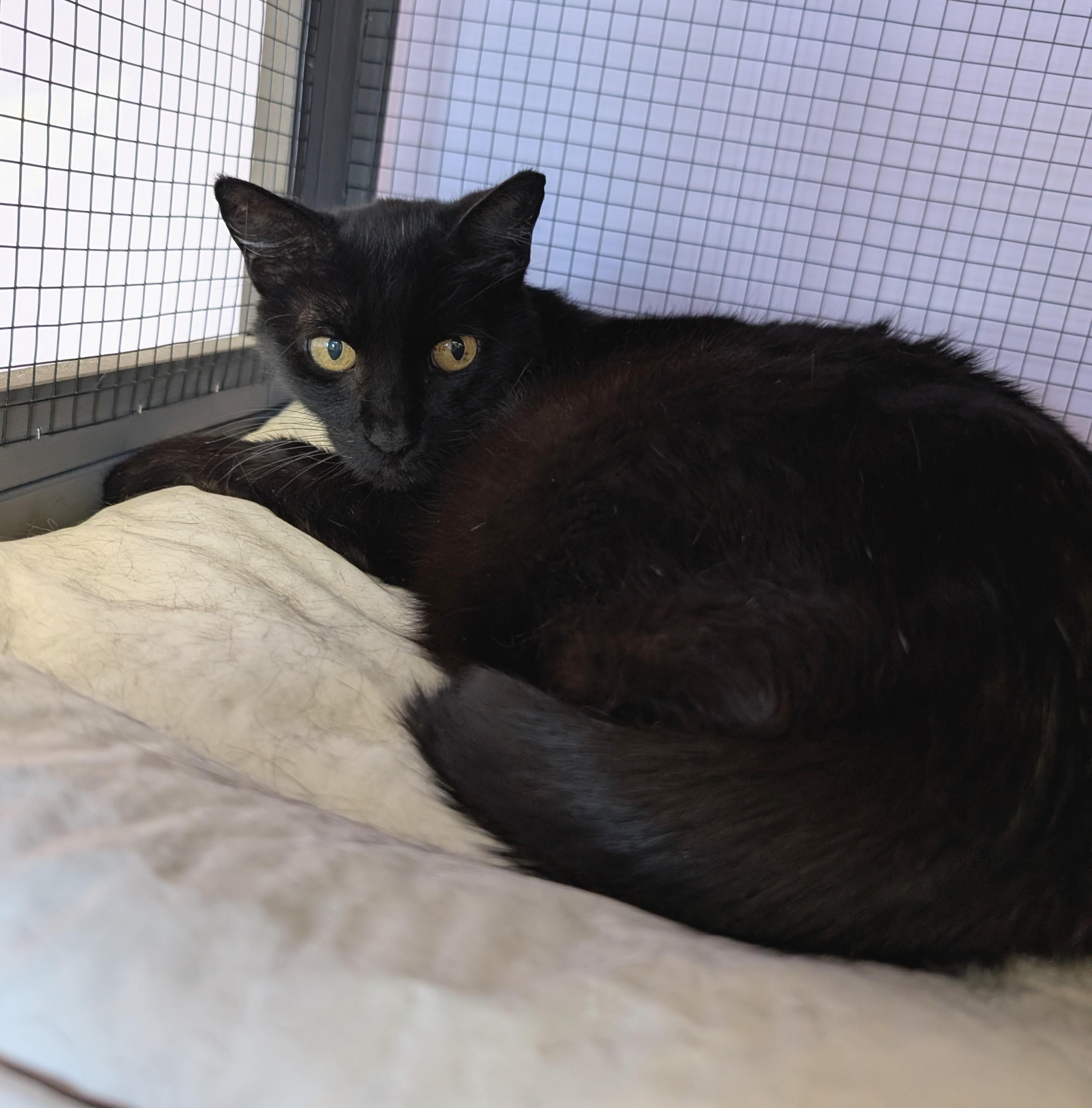 Stubby, a Adoptable Domestic Short Hair in West Palm Beach, FL image 6/6