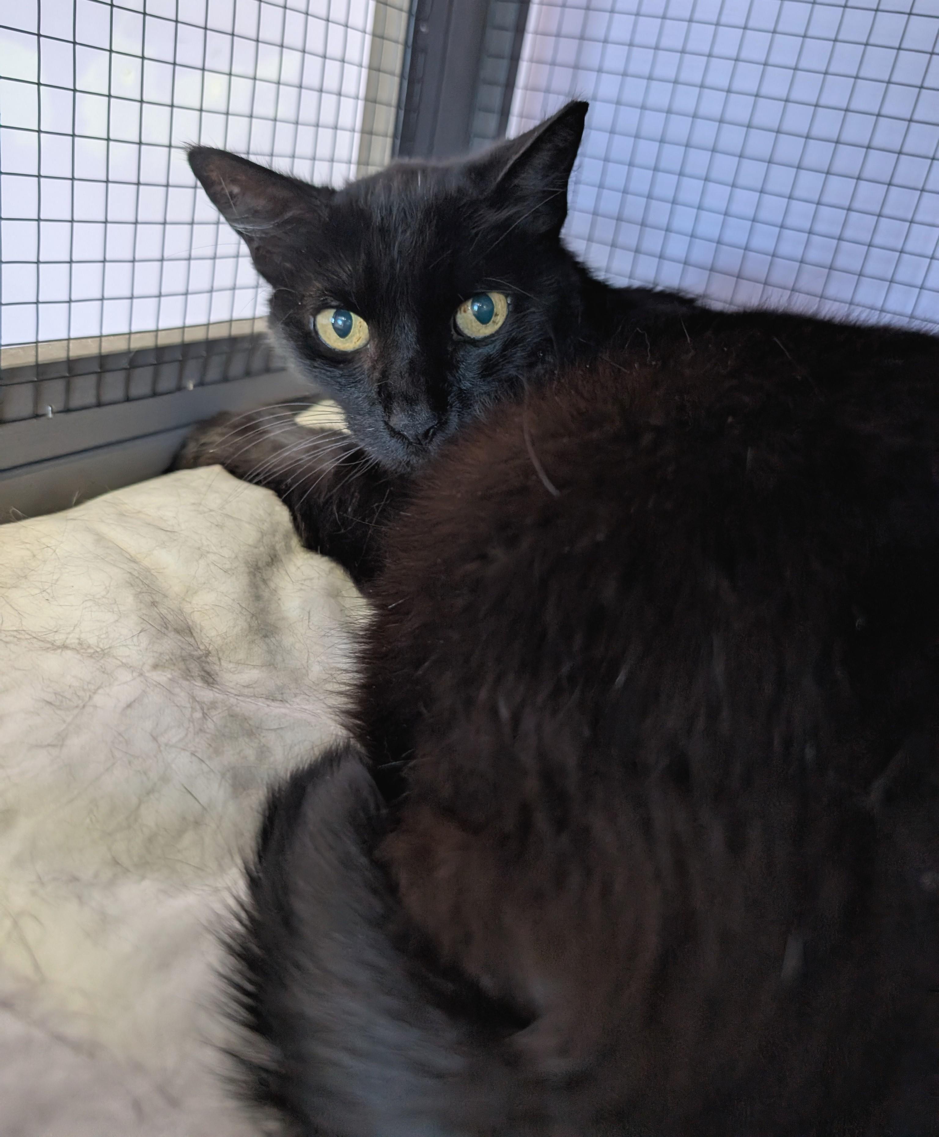 Stubby, a Adoptable Domestic Short Hair in West Palm Beach, FL image 4/6