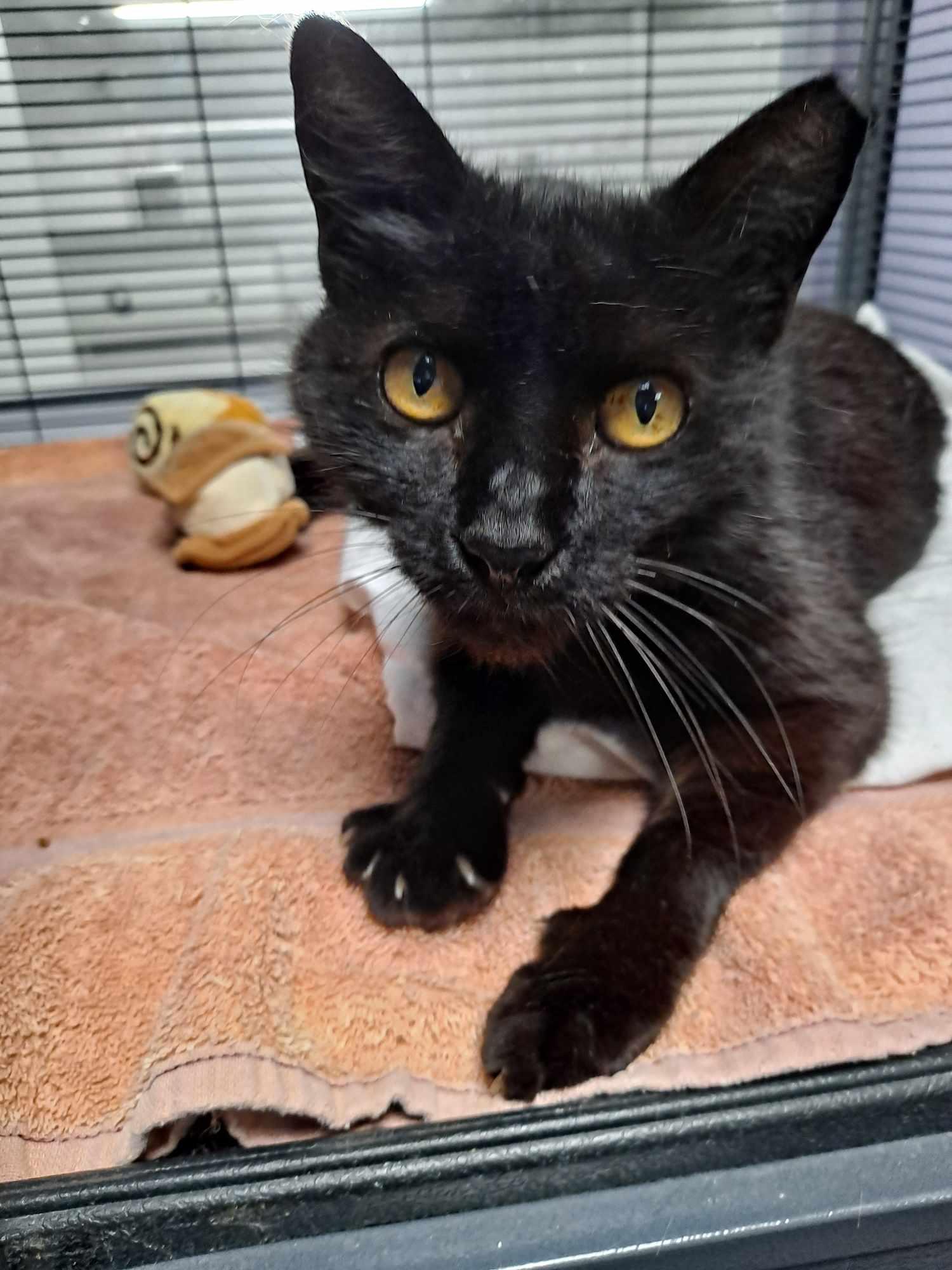 Stubby, a Adoptable Domestic Short Hair in West Palm Beach, FL image 2/6