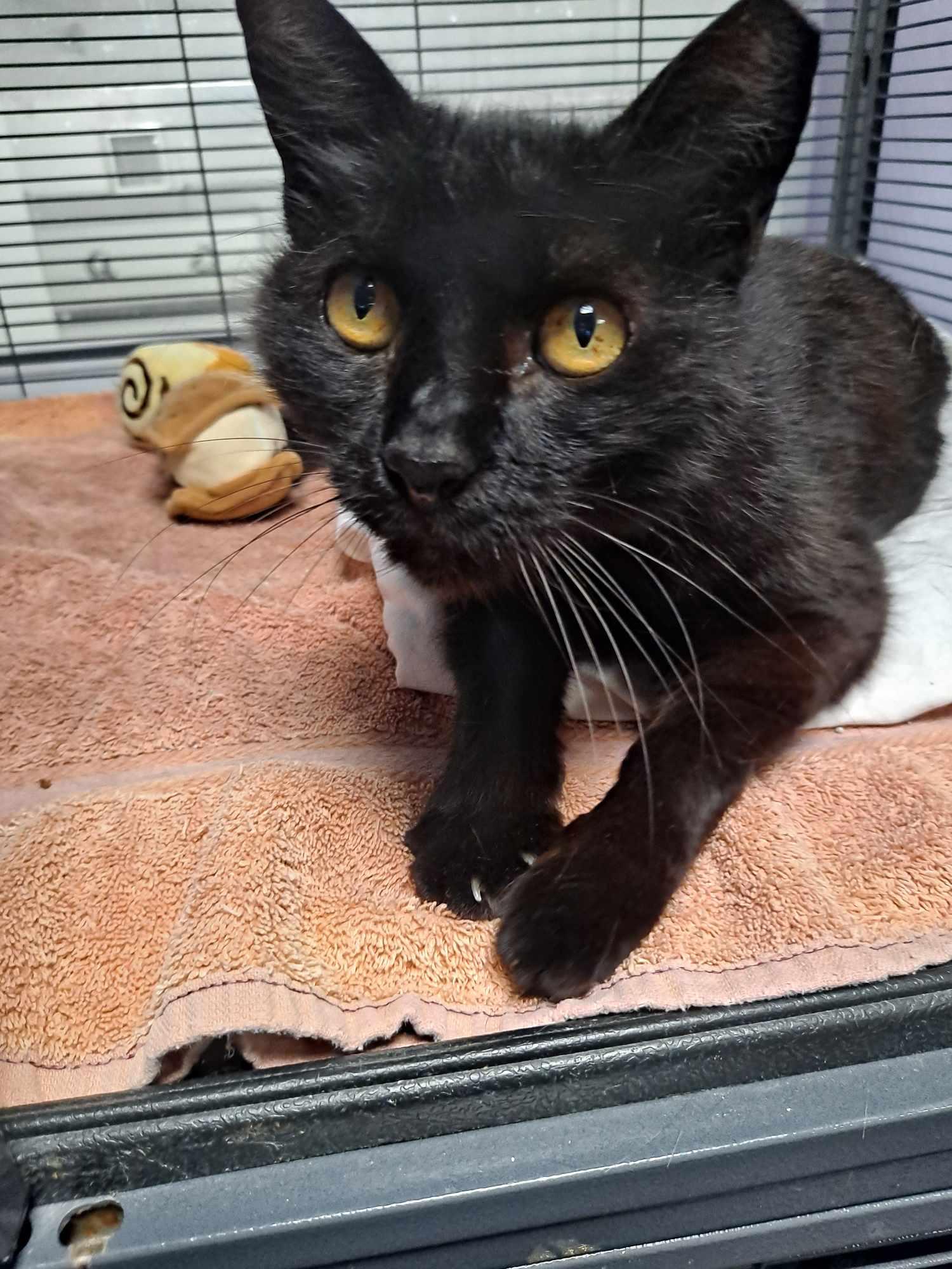 Stubby, a Adoptable Domestic Short Hair in West Palm Beach, FL image 5/6