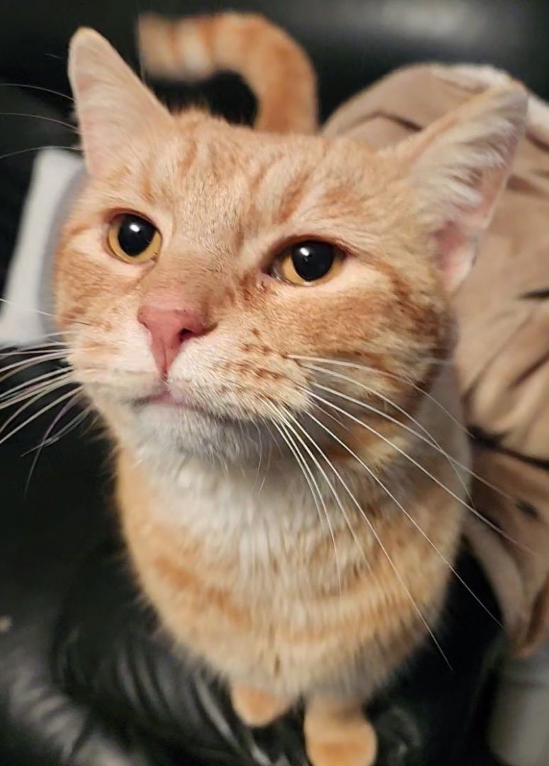 Peter , an adoptable Domestic Short Hair in Hopkinsville, KY_image-1