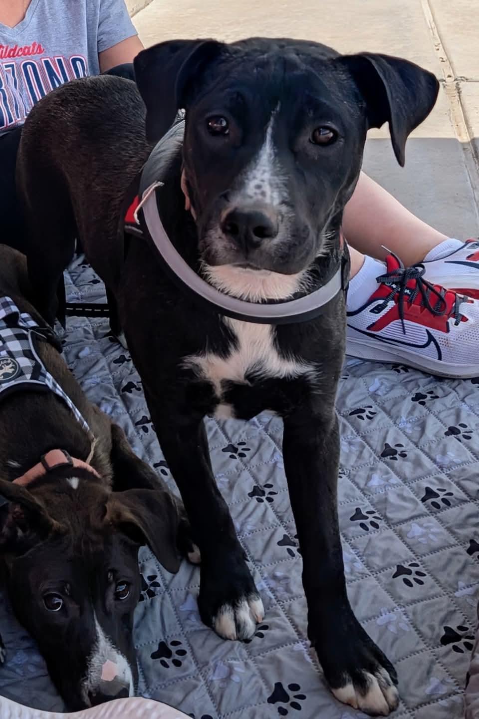 Garcia, Young Female Black Labrador Retriever