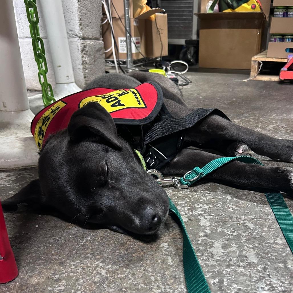 Luge, Adoptable, Young Male Black Labrador Retriever & Mixed Breed.