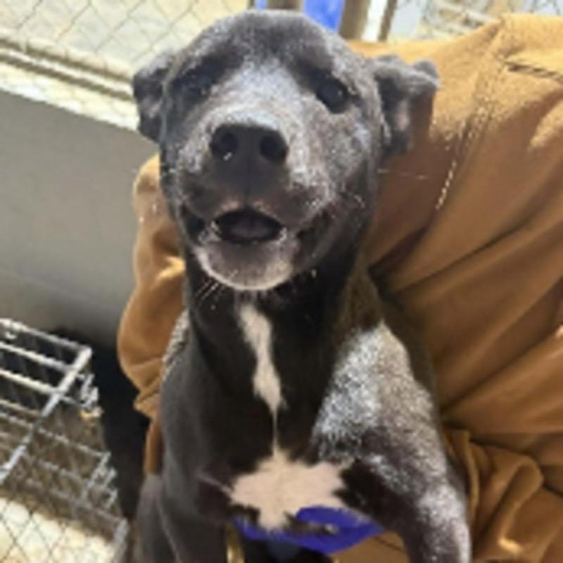 Luge, Adoptable, Puppy Male Black Labrador Retriever & Mixed Breed.