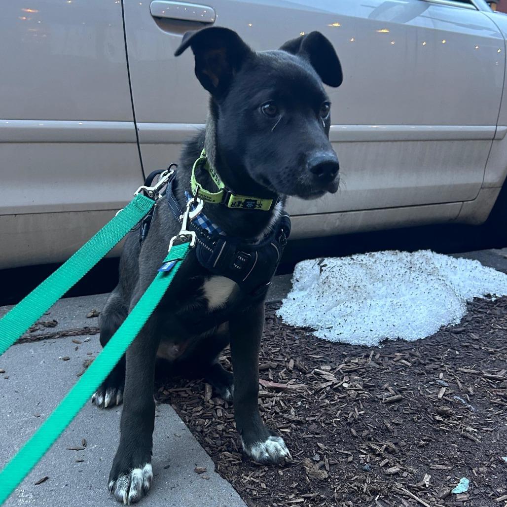 Enlarge Luge, a Adoptable mixed breed in Jersey City, NJ image 2/6
