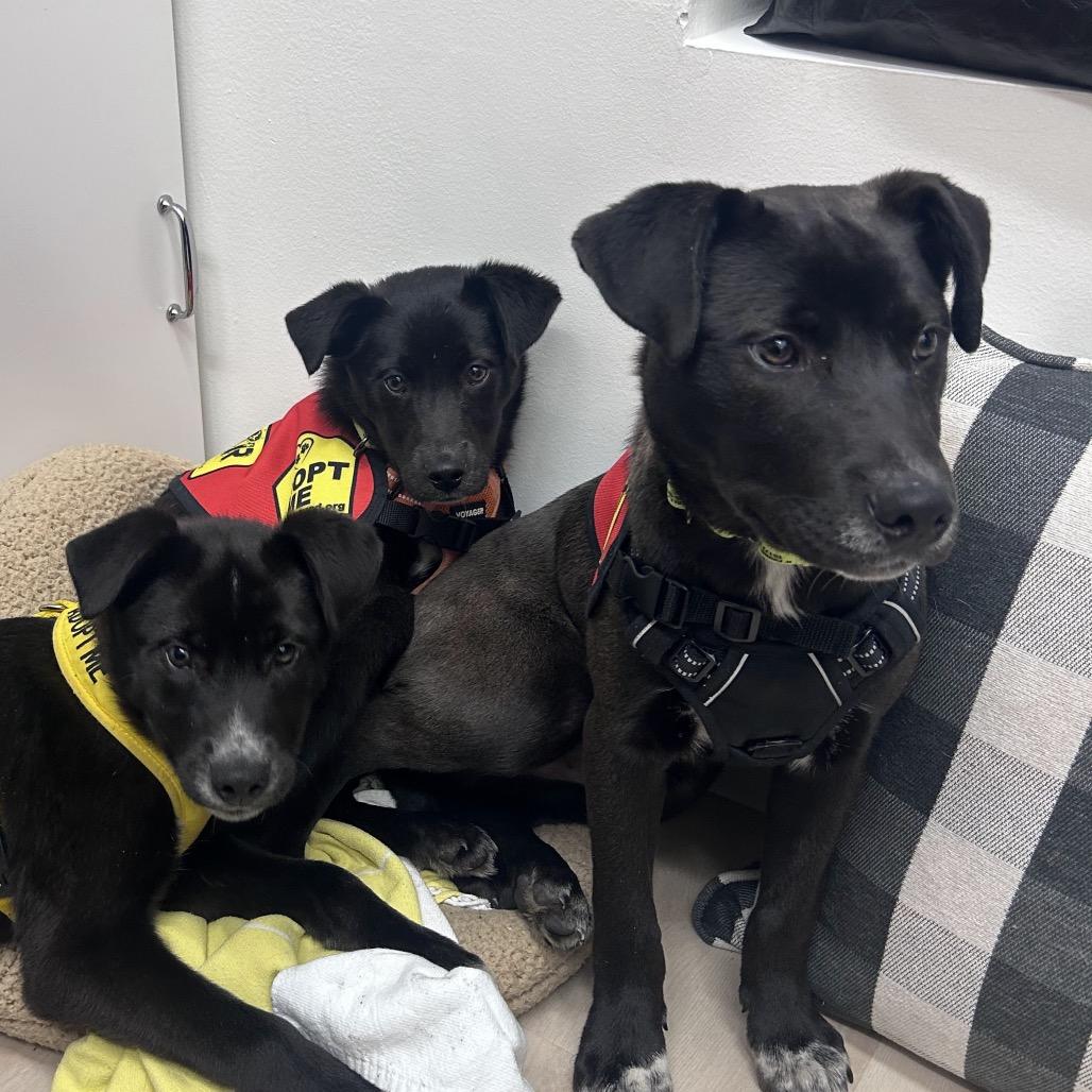 Enlarge Luge, a Adoptable mixed breed in Jersey City, NJ image 3/6