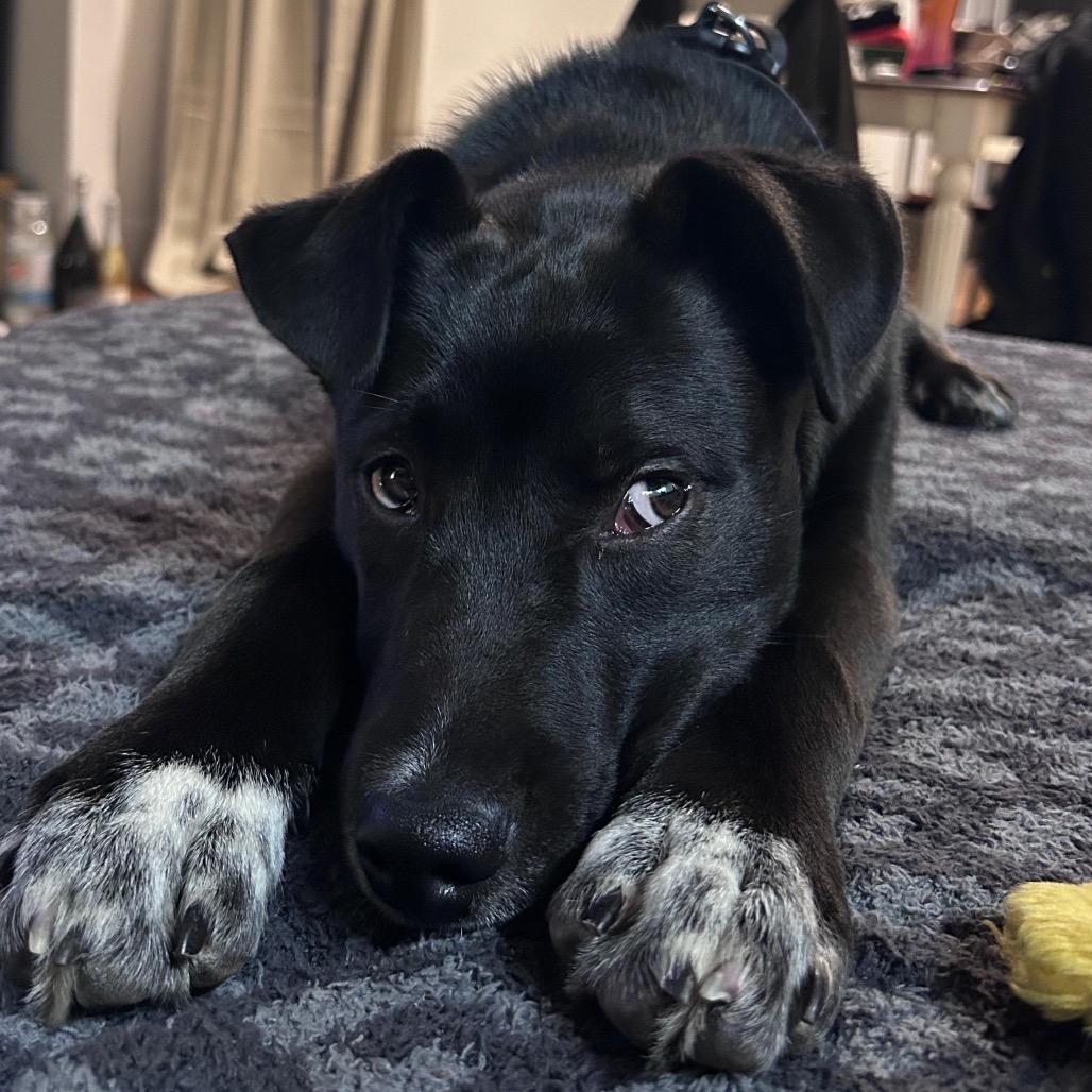 Enlarge Luge, a Adoptable mixed breed in Jersey City, NJ image 4/6