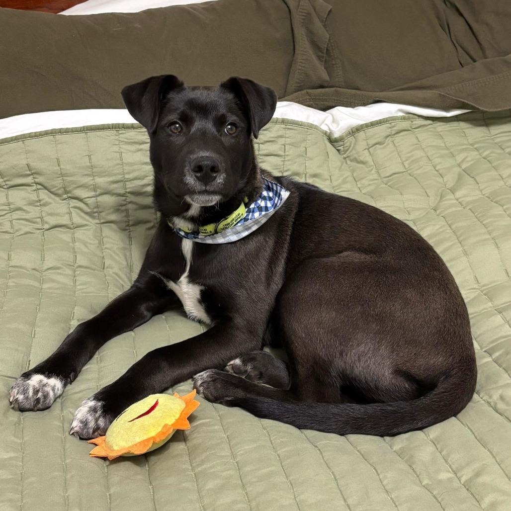 Enlarge Luge, a Adoptable mixed breed in Jersey City, NJ image 5/6