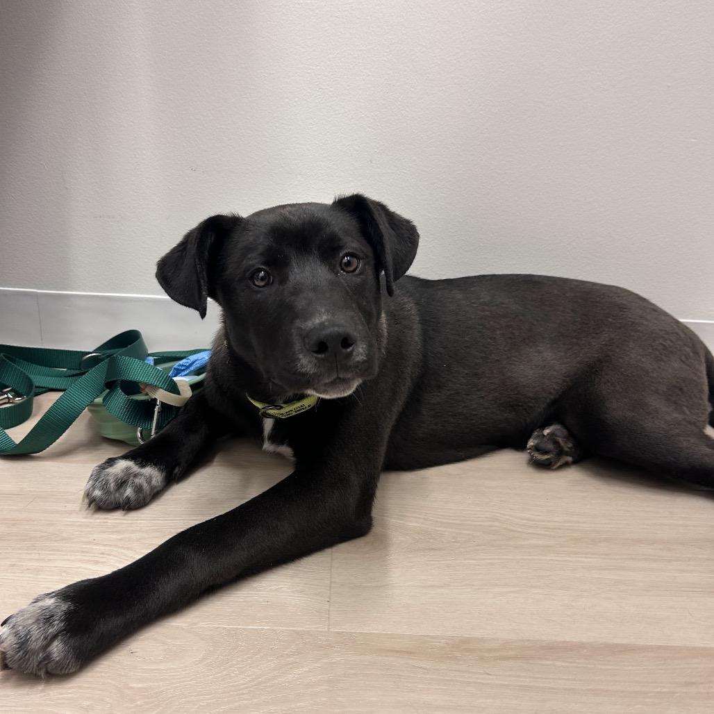 Enlarge Luge, a Adoptable mixed breed in Jersey City, NJ image 6/6