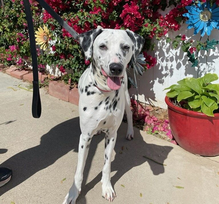 Lucy, Adoptable, Young Female Dalmatian.