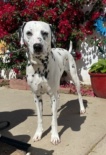Enlarge Lucy, a Adoptable Dalmatian in Newport Beach, CA image 2/12