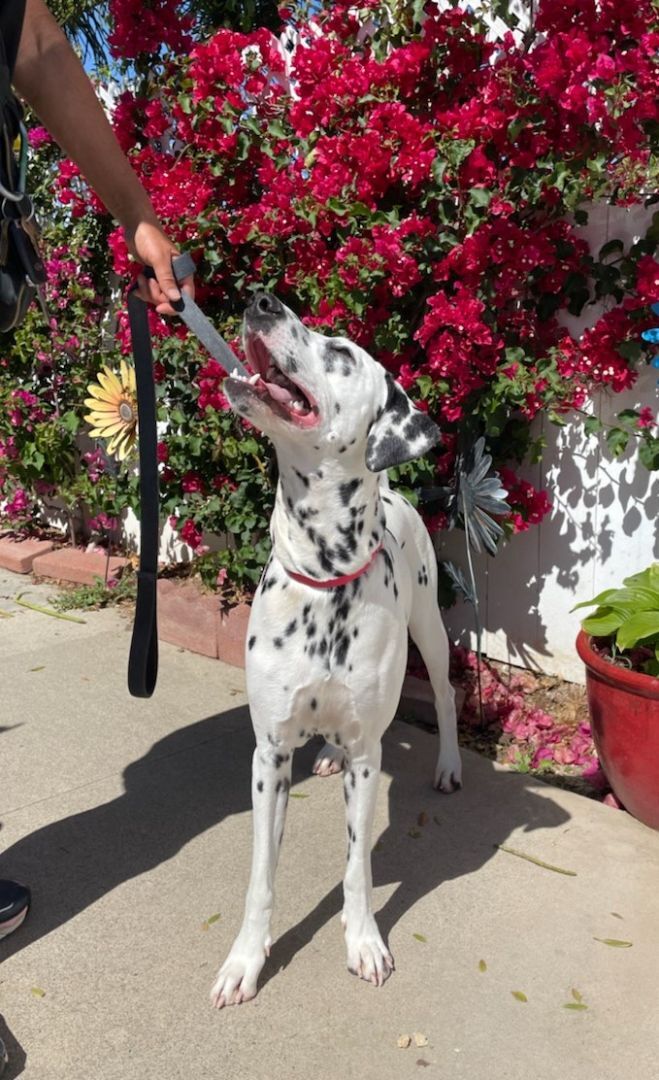 Enlarge Lucy, a Adoptable Dalmatian in Newport Beach, CA image 3/12