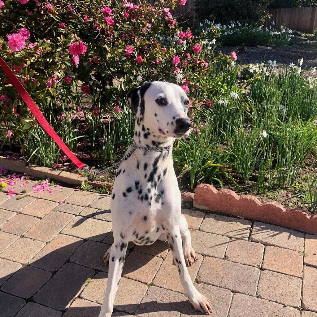 Enlarge Lucy, a Adoptable Dalmatian in Newport Beach, CA image 4/12