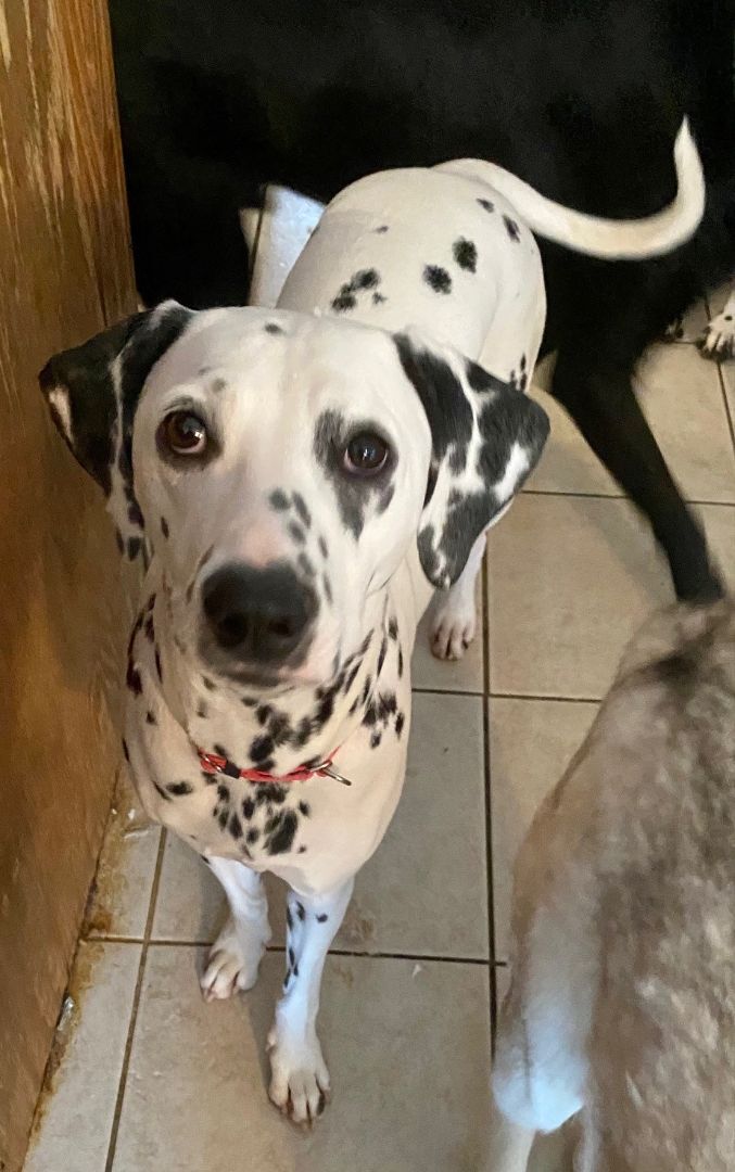 Enlarge Lucy, a Adoptable Dalmatian in Newport Beach, CA image 5/12
