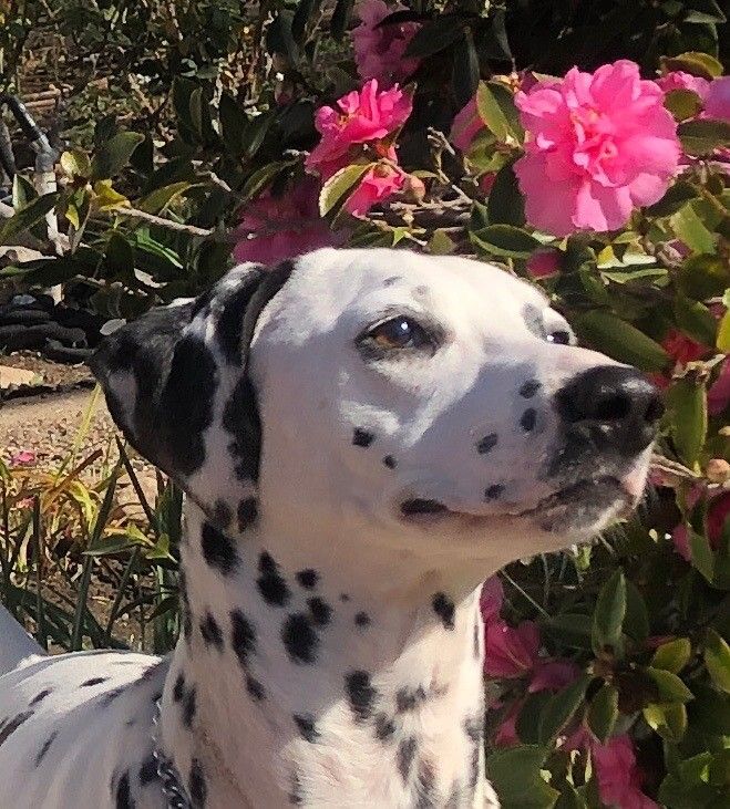 Enlarge Lucy, a Adoptable Dalmatian in Newport Beach, CA image 6/12