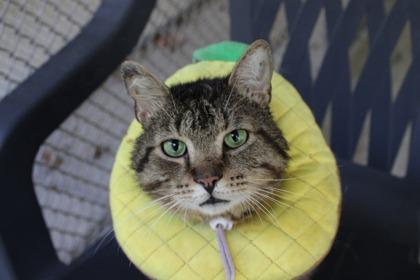 Ditch, a Adoptable Domestic Short Hair in Batavia, OH image 1/3