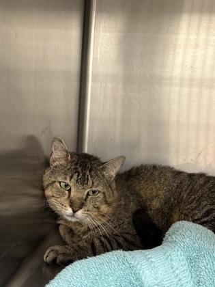 Ditch, a Adoptable Domestic Short Hair in Batavia, OH image 3/3