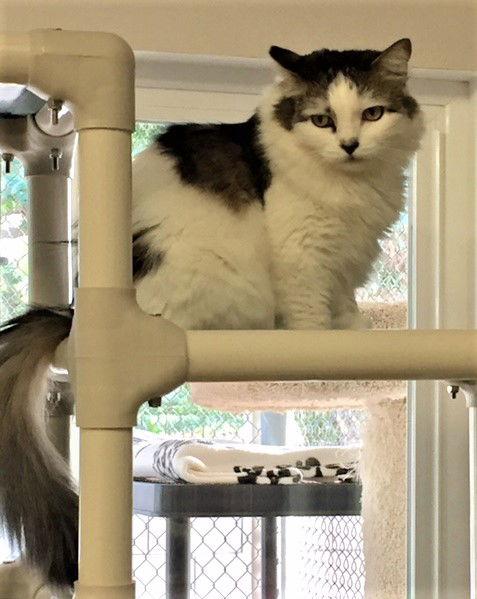 Enlarge Annie, a Adoptable Domestic Long Hair in Seal Beach, CA image 1/6