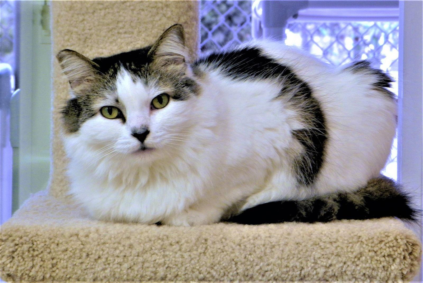 Enlarge Annie, a Adoptable Domestic Long Hair in Seal Beach, CA image 3/6