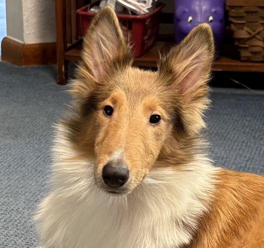 Journey, Adopted, Young Male Rough Collie.