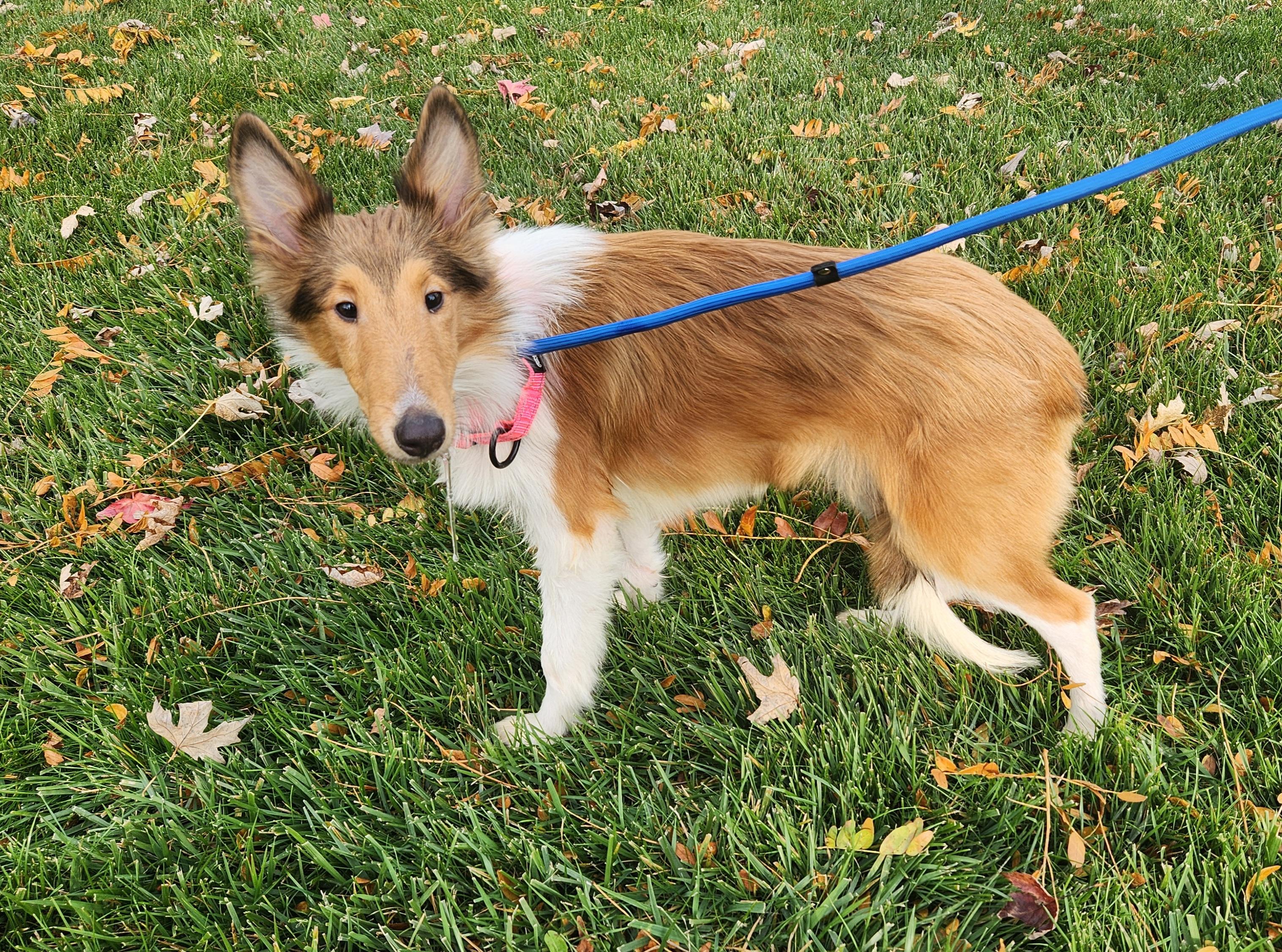 Journey, a Adopted Rough Collie in Elyria, OH image 6/6