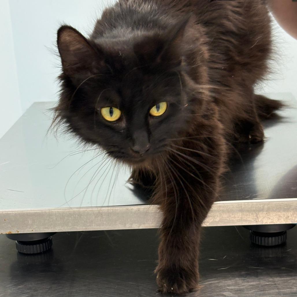 Crown (26-4118), Adoptable, Adult Female Domestic Long Hair.