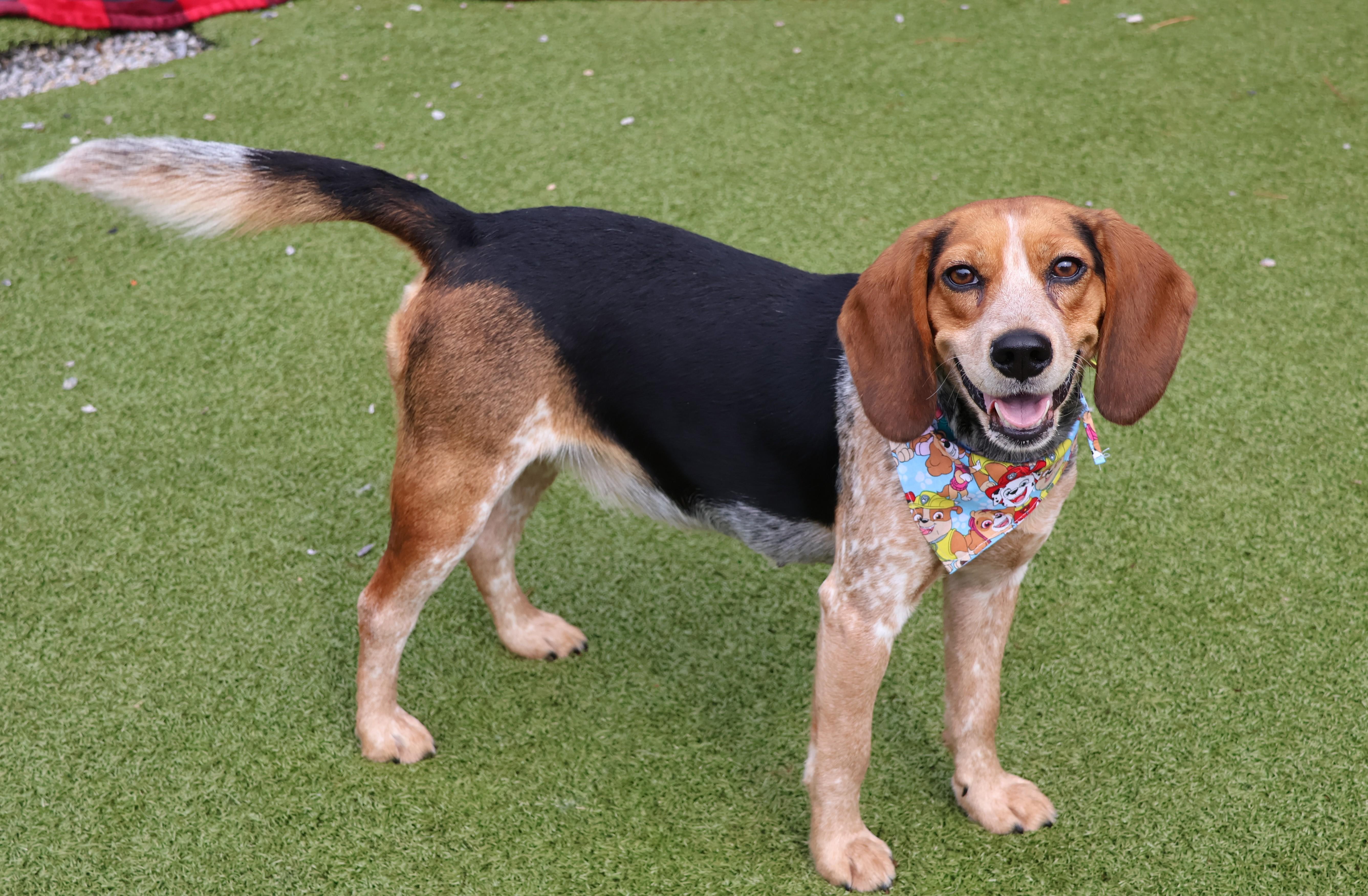 Enlarge Minka, an adopted Mixed Breed in Athens, GA image 2/3