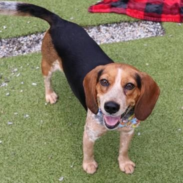 Enlarge Minka, an adopted Mixed Breed in Athens, GA image 3/3