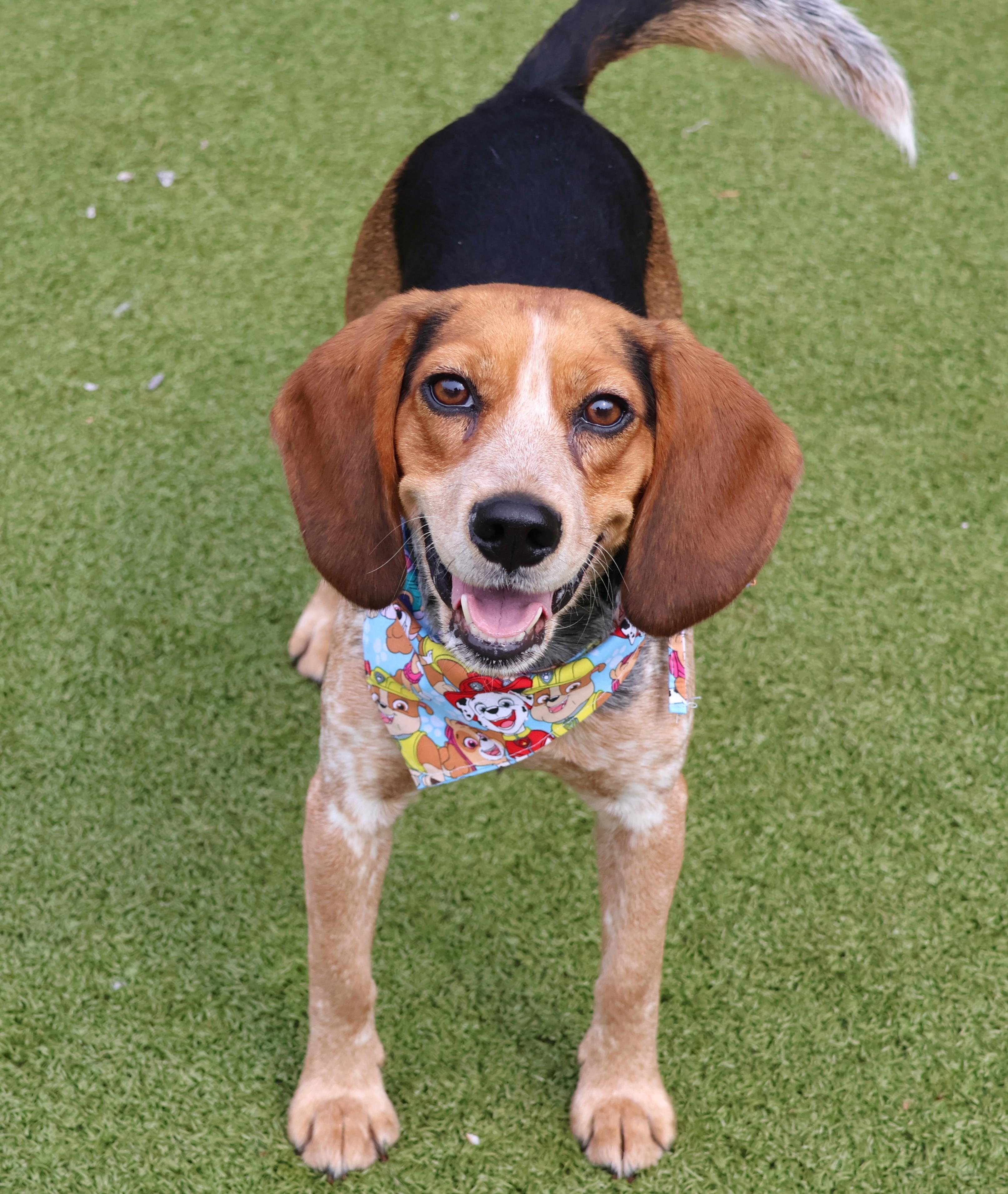 Enlarge Minka, an adopted Mixed Breed in Athens, GA image 1/3