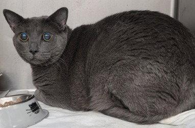 Enlarge Lobby Hermione HHS RRP, a Adoptable Domestic Short Hair in Glen Allen, VA image 1/1