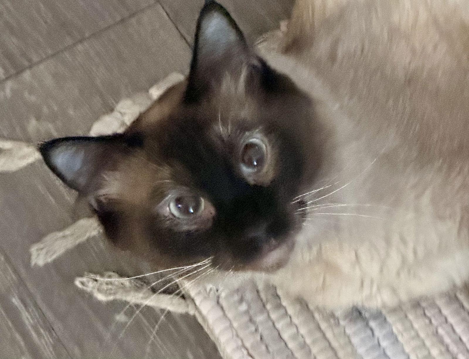 Enlarge Sushi, a Adopted Siamese in San Jose, CA image 1/3