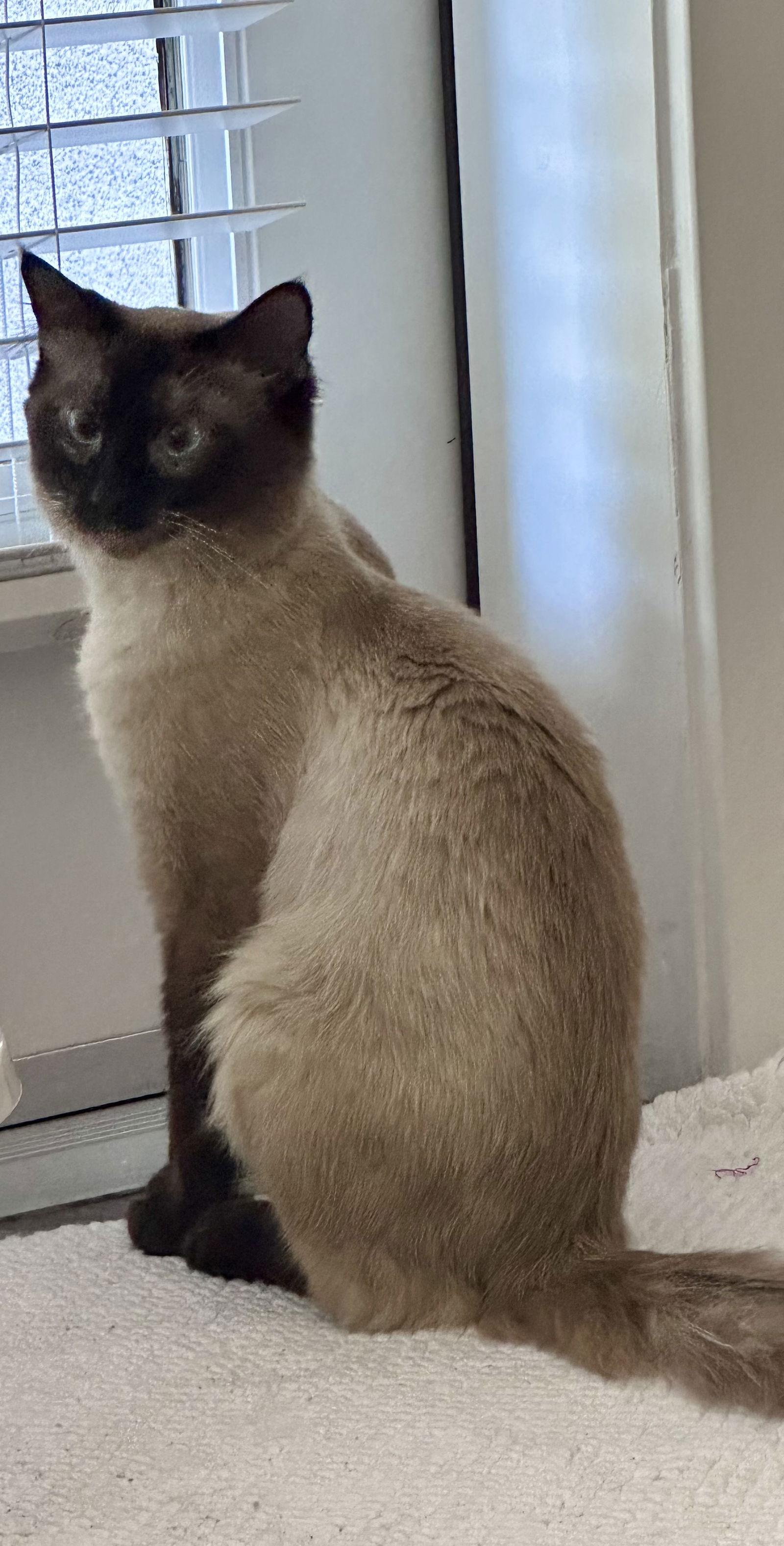 Enlarge Sushi, a Adopted Siamese in San Jose, CA image 3/3