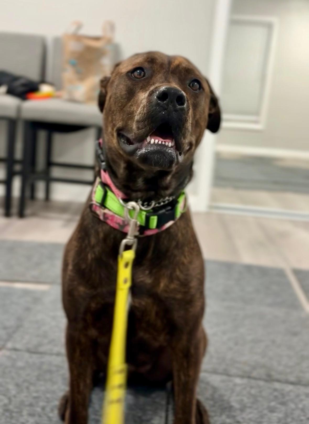 Enlarge Bailey, a ADOPTABLE mixed breed in Santa Monica, CA image 5/6