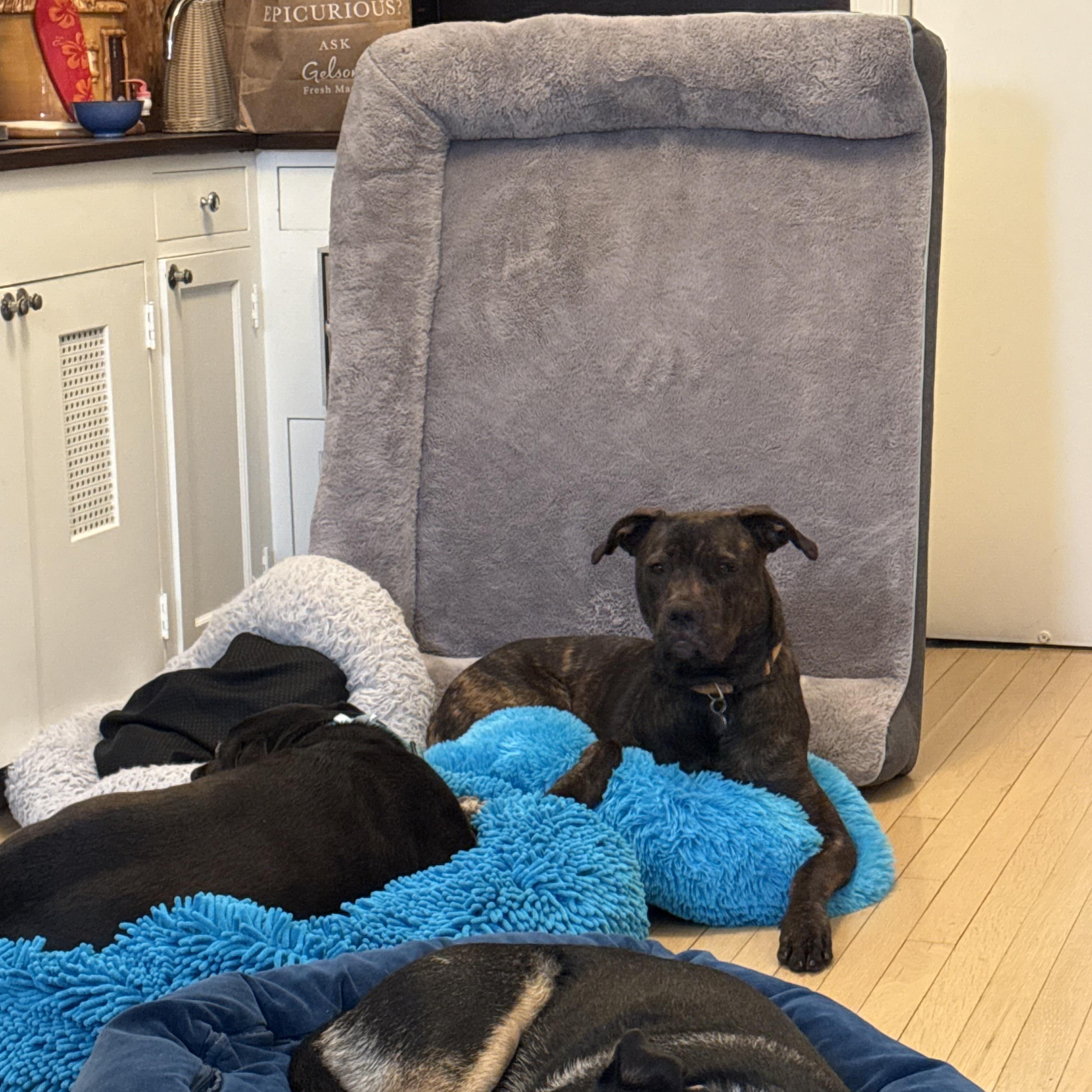 Enlarge Bailey, a ADOPTABLE mixed breed in Santa Monica, CA image 6/6