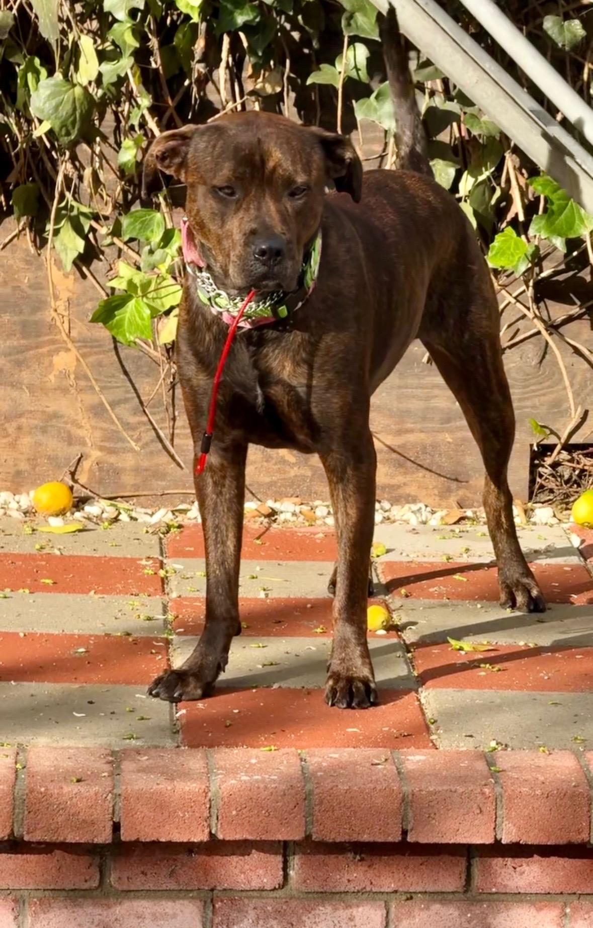 Enlarge Bailey, a ADOPTABLE mixed breed in Santa Monica, CA image 3/6