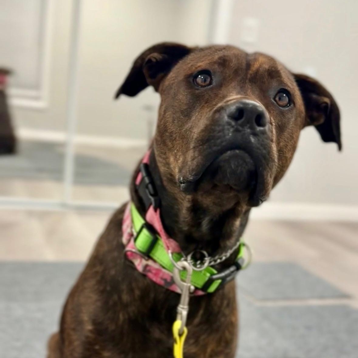 Enlarge Bailey, a ADOPTABLE mixed breed in Santa Monica, CA image 2/6