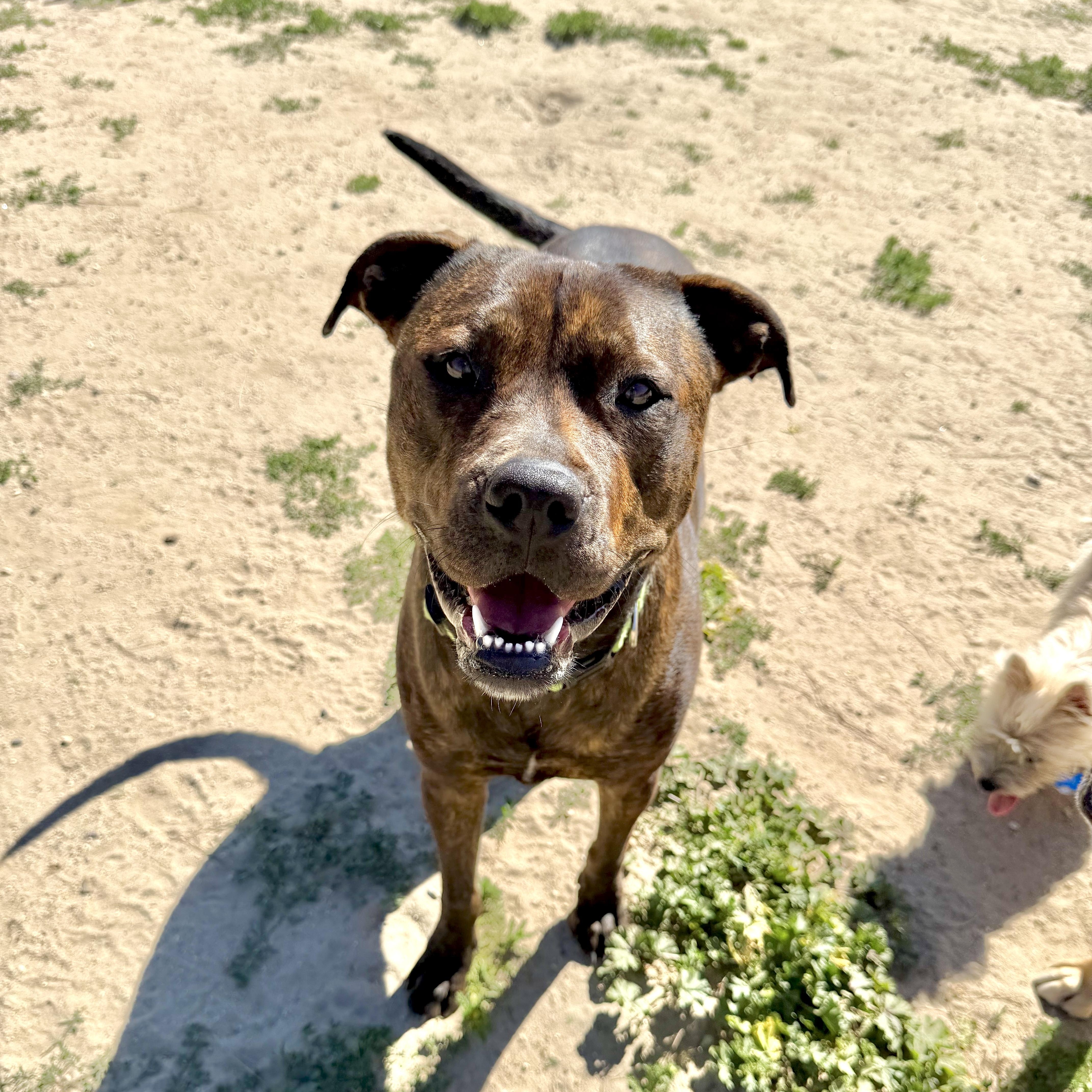 Bailey, ADOPTABLE, Young Female Pit Bull Terrier & Rottweiler.