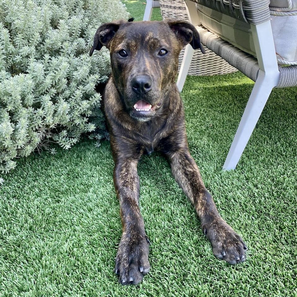 Enlarge Bailey, a ADOPTABLE mixed breed in Santa Monica, CA image 1/6