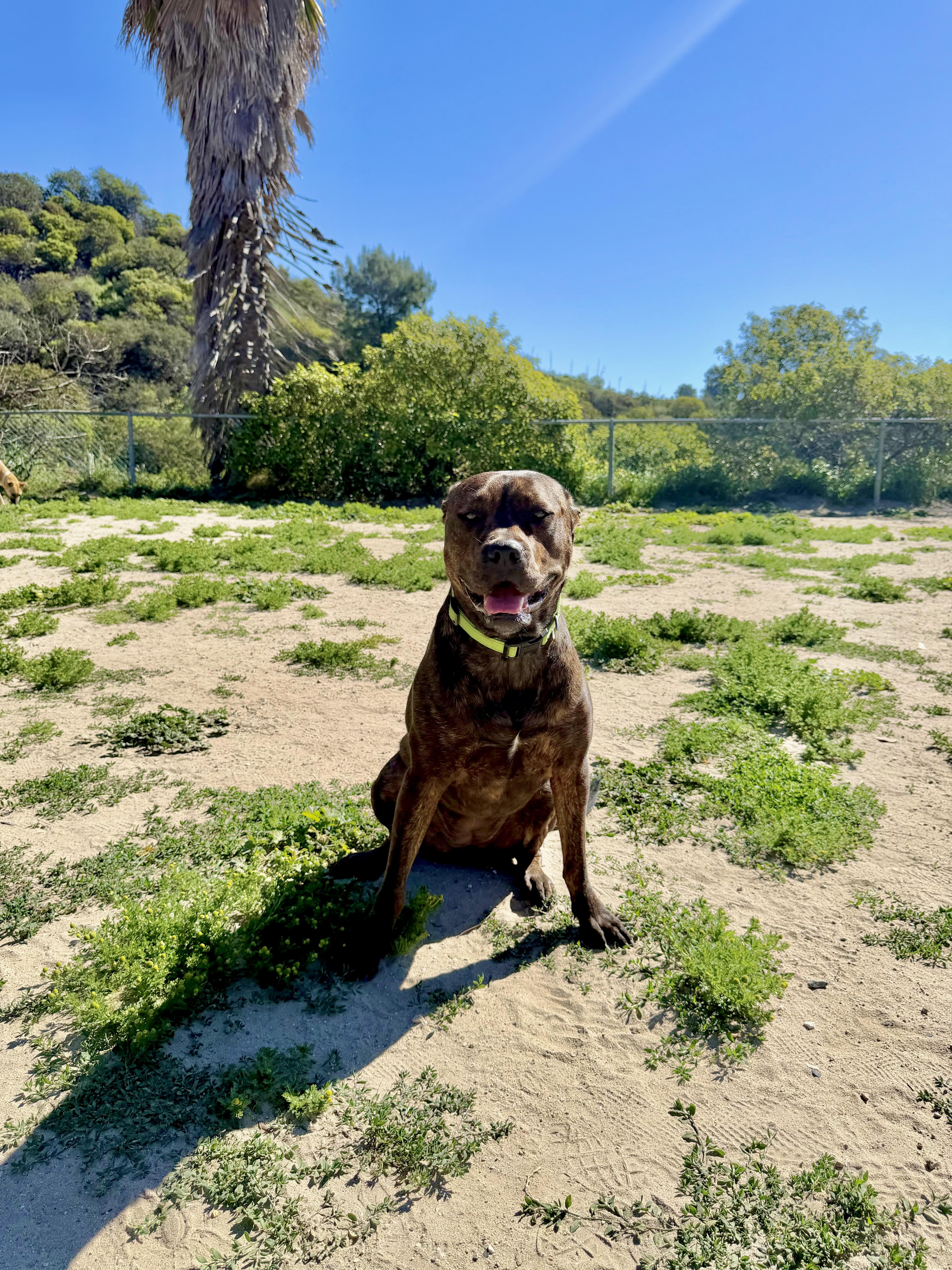 Enlarge Bailey, a ADOPTABLE mixed breed in Santa Monica, CA image 2/6