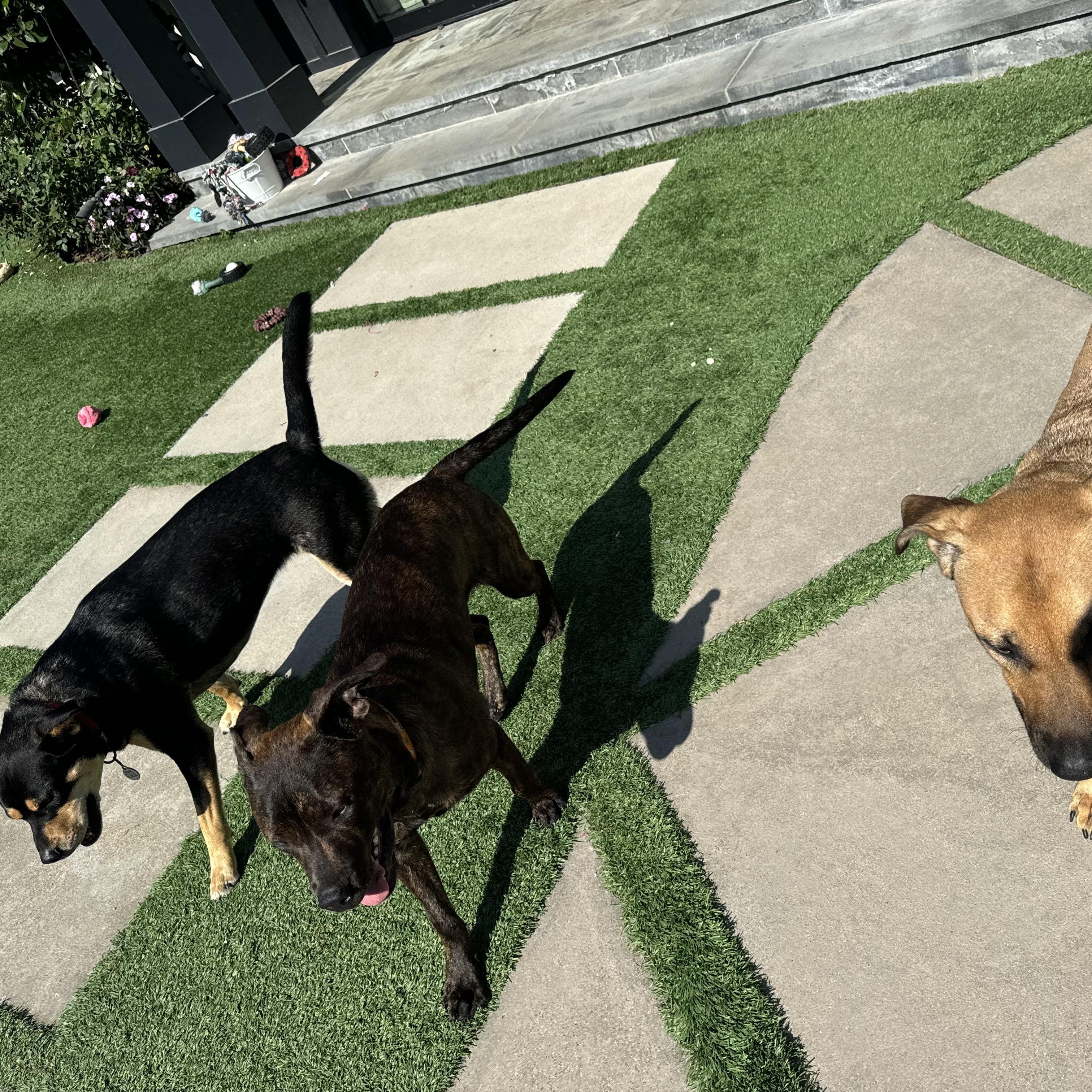 Enlarge Bailey, a ADOPTABLE mixed breed in Santa Monica, CA image 4/6