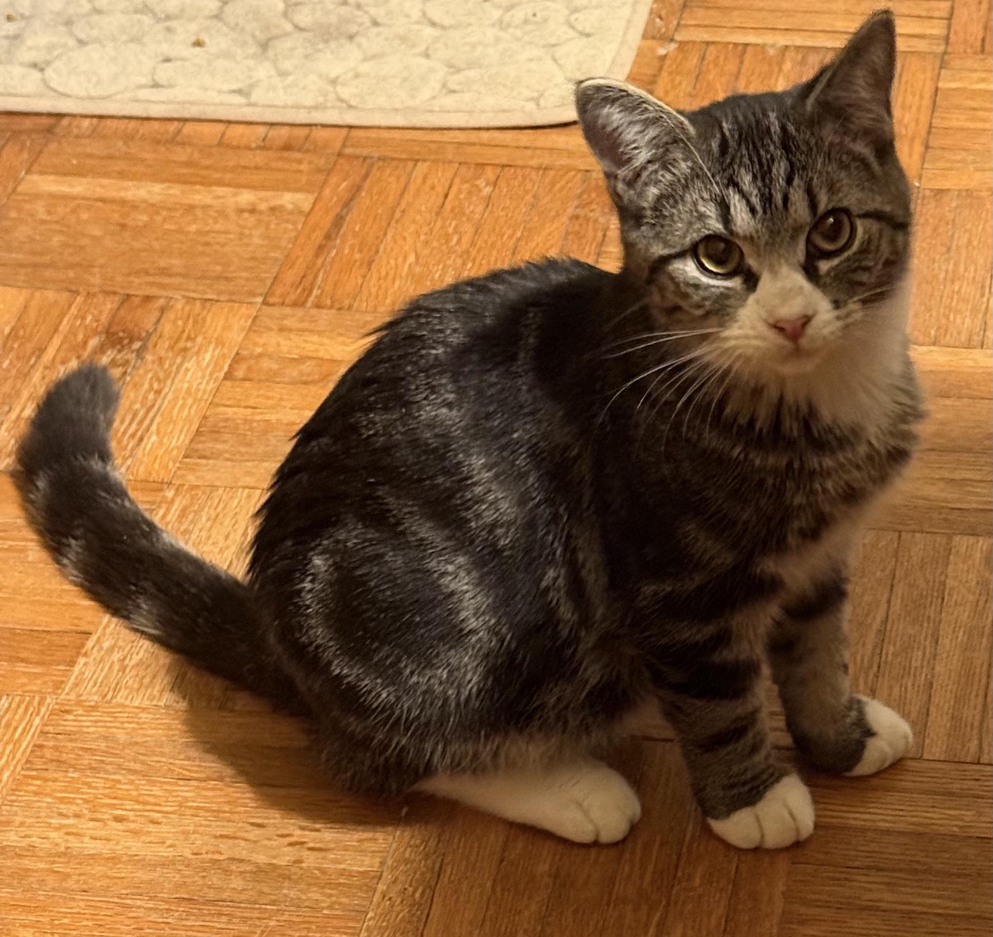 Turnip, a ADOPTABLE mixed breed in Export, PA image 2/2