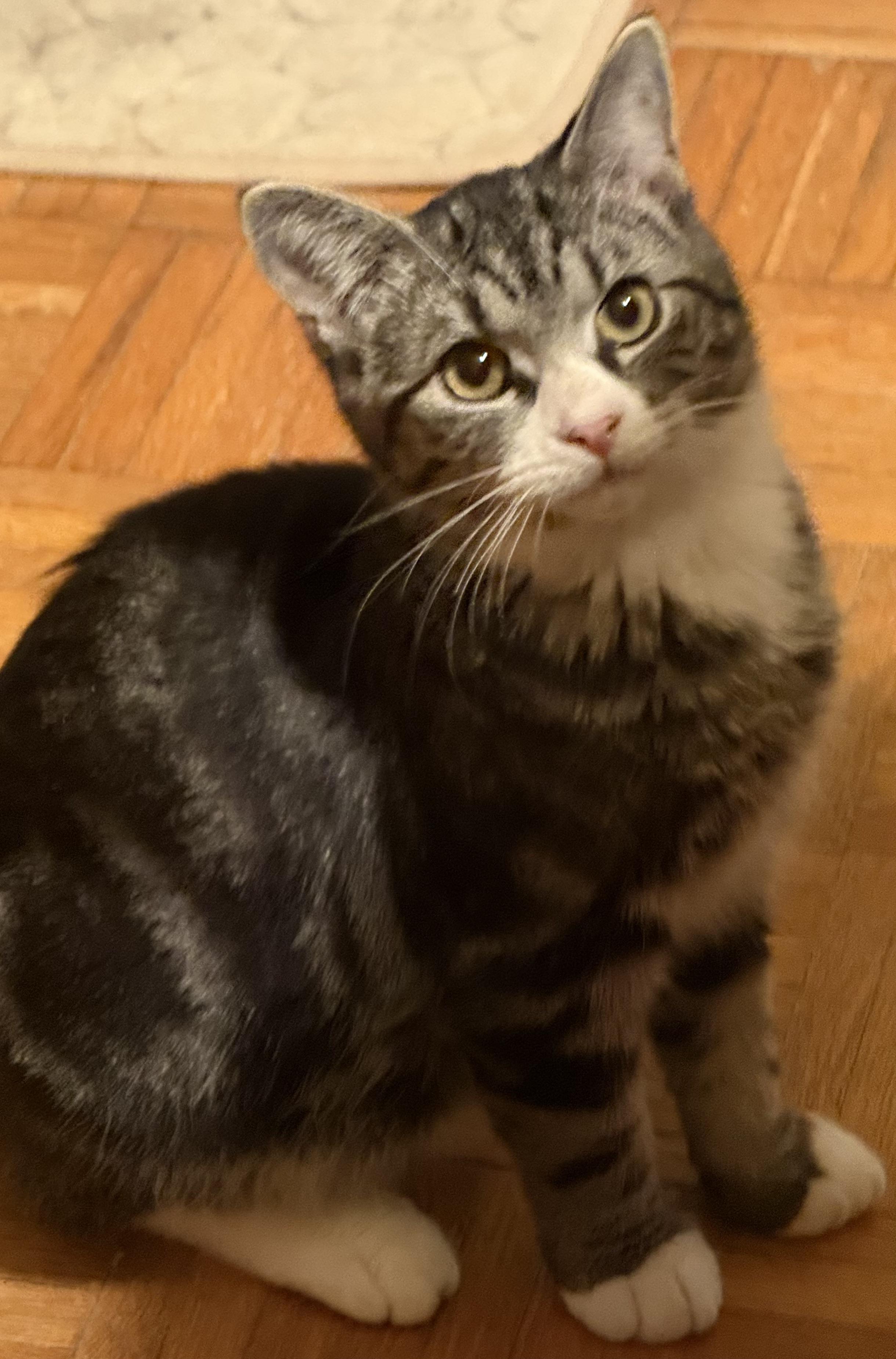 Turnip, a ADOPTABLE mixed breed in Export, PA image 1/2