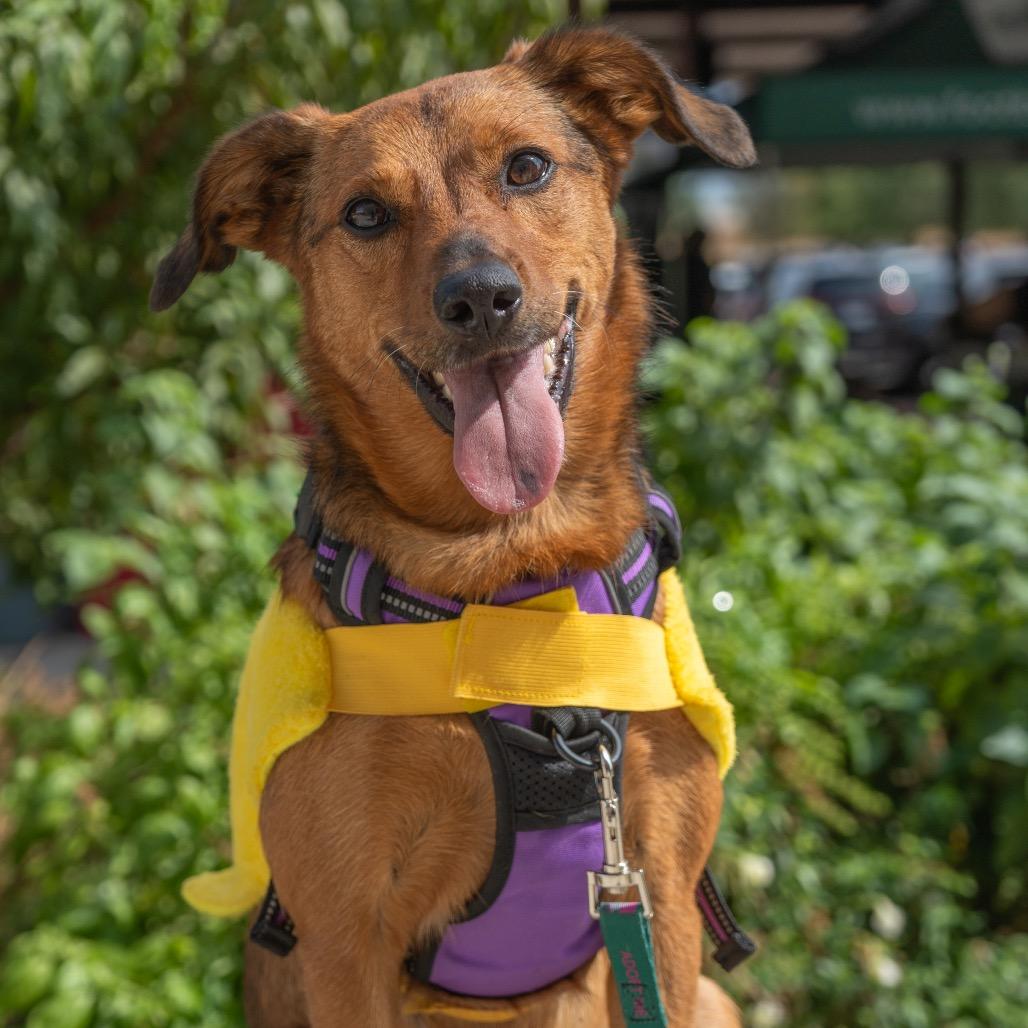 Enlarge Marceline, a Adoptable mixed breed in San Antonio, TX image 2/6