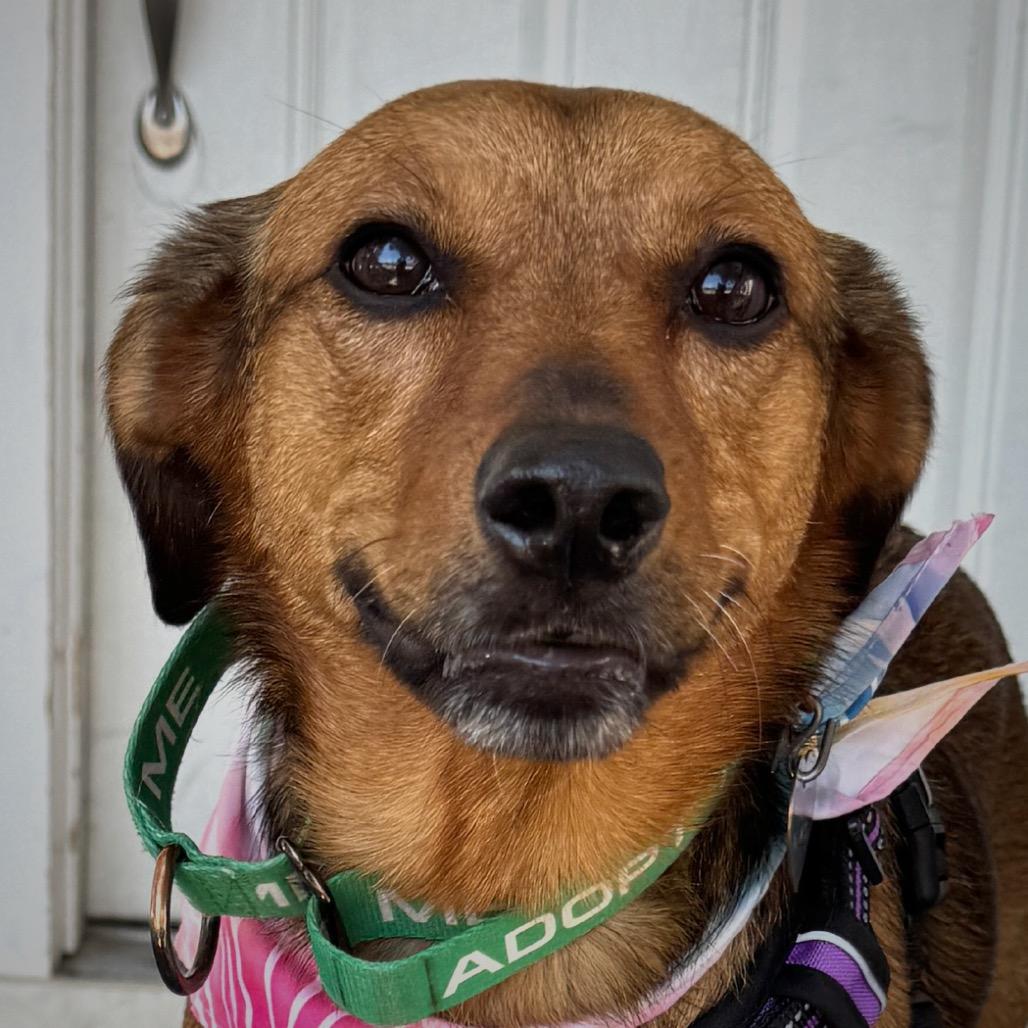 Enlarge Marceline, a Adoptable mixed breed in San Antonio, TX image 3/6