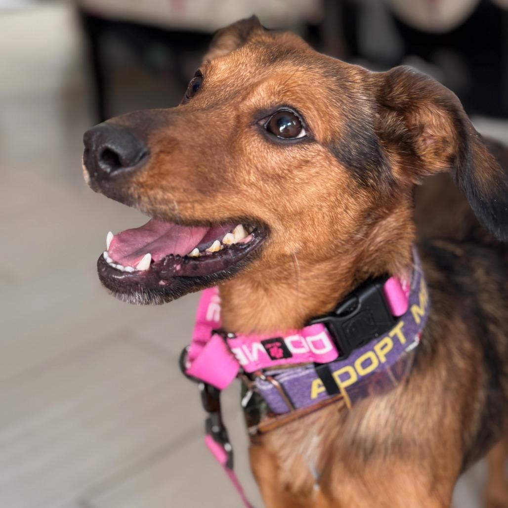 Enlarge Marceline, a Adoptable mixed breed in San Antonio, TX image 4/6